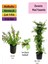 Mavi Yasemin+ Duranta+ Itır Çiçeği Fidanı 1