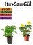 Yoğun Kokulu Itır Çiçeği+ Sarı Gül Fidanı Saksılı (15-25 cm) Dış Mekan Bitkileri 1