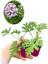 Yoğun Kokulu Itır Çiçeği+ Sarı Gül Fidanı Saksılı (15-25 cm) Dış Mekan Bitkileri 2