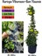 Beyaz Kartopu Çiçeği (Viburnum)+Sarı Yasemin Çiçeği Fidanı 2'li Bahçe Seti 1