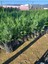 10 Adet Yeşil Leylandi Fidanı, Tüplü 40-60 cm Cupressocyparis Leylandii 1