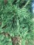 10 Adet Yeşil Leylandi Fidanı, Tüplü 40-60 cm Cupressocyparis Leylandii 4