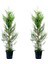 Videolu Leylandi Çit Bitkisi 2 Adet Saksılı/ Tüplü 20-40 cm (Cupressocyparis Leylandii) 1