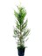Videolu Leylandi Çit Bitkisi 2 Adet Saksılı/ Tüplü 20-40 cm (Cupressocyparis Leylandii) 2