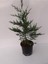 Videolu Leylandi Çit Bitkisi 2 Adet Saksılı/ Tüplü 20-40 cm (Cupressocyparis Leylandii) 3