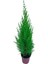 Videolu Canlı Mis Kokulu Limoni Servi Çam Ağacı 30-60 cm Saksılıtüplü (Lemon Cypress Tree) 3