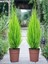 Videolu Canlı Mis Kokulu Limoni Servi Çam Ağacı 30-60 cm Saksılıtüplü (Lemon Cypress Tree) 4