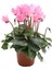 Videolu 3 Farklı Renk Sıklamen Çiçeği 30-60 cm Tüplü Dış Mekan Ağaçları (Cycleman Flowers) 1