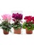 Videolu 3 Farklı Renk Sıklamen Çiçeği 30-60 cm Tüplü Dış Mekan Ağaçları (Cycleman Flowers) 3