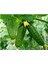 KItır Turşuluk Kornişon Salatalık Tohumu 10 Adet Tohum 3