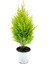 Videolu Limoni Servi Altın Gerçek Çam 1 Adet Saksılı/ Tüplü 30-50 cm (Lemon Cypress ) 1