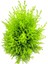 Videolu Limoni Servi Altın Gerçek Çam 1 Adet Saksılı/ Tüplü 30-50 cm (Lemon Cypress ) 2