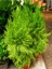 Videolu Limoni Servi Altın Gerçek Çam 1 Adet Saksılı/ Tüplü 30-50 cm (Lemon Cypress ) 3