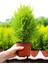 Videolu Limoni Servi Altın Gerçek Çam 1 Adet Saksılı/ Tüplü 30-50 cm (Lemon Cypress ) 4