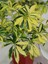 Videolu Alacalı Şeflera Bitkisi 100-120 cm Saksılı/Tüplü Dış Mekan Ağaçları Schefflera Arboricola 1