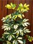 Videolu Alacalı Şeflera Bitkisi 100-120 cm Saksılı/Tüplü Dış Mekan Ağaçları Schefflera Arboricola 2