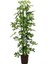 Videolu Alacalı Şeflera Bitkisi 100-120 cm Saksılı/Tüplü Dış Mekan Ağaçları Schefflera Arboricola 3