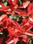 Videolu Alev Çalısı Bitkisi 40 cm Saksılı/Tüplü Dış Mekan Bitkisi Photinia Serrulata 2