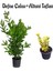 Defne Çalısı FidanI(40-60 cm)+Altuni Taflan(30-40 cm) 2'li Set Saksılı Bahçe Bitkisi 1