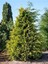 Videolu Leylandii Melez Servi Fidanı 1 Adet Saksılı/ Tüplü 30-50 cm (Leylandii Cedar) 1
