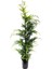 Videolu Leylandii Melez Servi Fidanı 1 Adet Saksılı/ Tüplü 30-50 cm (Leylandii Cedar) 2