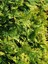 Videolu Leylandii Melez Servi Fidanı 1 Adet Saksılı/ Tüplü 30-50 cm (Leylandii Cedar) 3