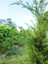 Videolu Leylandii Melez Servi Fidanı 1 Adet Saksılı/ Tüplü 30-50 cm (Leylandii Cedar) 4