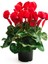 Videolu Bol Yapraklı Kırmızı 1 Adet Sıklamen 25-50 cm Saksılıtüplü (Red Cyclamen) 3