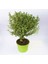 Videolu Şimşir Çalı 30-40 cm Saksılı/Tüplü Dış Mekan Bitkileri (Buxus Microphylla 'faulkner') 2