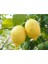 Videolu Sulu Limon Ağacı Fidanı 70-100 cm Saksılı/Tüplü Dış Mekan Ağaçları Lemon Tree 1