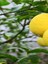 Videolu Sulu Limon Ağacı Fidanı 70-100 cm Saksılı/Tüplü Dış Mekan Ağaçları Lemon Tree 2