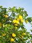 Videolu Sulu Limon Ağacı Fidanı 70-100 cm Saksılı/Tüplü Dış Mekan Ağaçları Lemon Tree 4