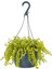 Videolu Sarıkız ( Altin Kolye )Bitkisi 25-45 cm Tüplü/saksılı Dış Mekan Yellow Lady's Slipper 1