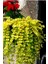 Videolu Sarıkız ( Altin Kolye )Bitkisi 25-45 cm Tüplü/saksılı Dış Mekan Yellow Lady's Slipper 3