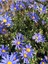 Videolu Mavi Çalı Papatyası 1 Adet Saksılı/ Tüplü 20-45 cm (Felicia Blue Daisy Bush) 2