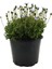 Videolu Mavi Çalı Papatyası 1 Adet Saksılı/ Tüplü 20-45 cm (Felicia Blue Daisy Bush) 4