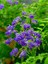 Videolu 1 Adet Ağaç Menekşesi Fidanı Saksılı 65-125 cm (Japanese Tree Lilac) 1