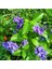 Videolu 1 Adet Ağaç Menekşesi Fidanı Saksılı 65-125 cm (Japanese Tree Lilac) 3
