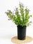 Videolu 1 Adet Ağaç Menekşesi Fidanı Saksılı 65-125 cm (Japanese Tree Lilac) 4