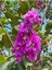 Videolu Mor Oya Çalısı Fidanı 1 Adet Saksılı/ Tüplü 40-70 cm (Purple Lagerstroemia Indica) 1