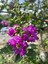 Videolu Mor Oya Çalısı Fidanı 1 Adet Saksılı/ Tüplü 40-70 cm (Purple Lagerstroemia Indica) 2