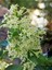 Videolu Mis Kokulu 1 Adet Melisa Çiçeği Fidanı Saksılı 50-110 cm (Lemon Balm) 1
