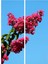 Videolu Pembe Renk Oya Ağacı Fidanı 60-100 cm Tüplü Dış Mekan Ağaçları (Lagerstroemia) 1