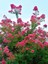 Videolu Pembe Renk Oya Ağacı Fidanı 60-100 cm Tüplü Dış Mekan Ağaçları (Lagerstroemia) 2