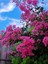 Videolu Pembe Renk Oya Ağacı Fidanı 60-100 cm Tüplü Dış Mekan Ağaçları (Lagerstroemia) 3