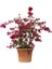 Videolu Bodur Kırmızı Oya Ağacı 1 Adet Saksılı 40-70 cm Bahçe Bitkisi (Red Lagerstroemia Indica) 2