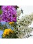Videolu Sarı Beyaz Mor 3 Adet Oya Ağacı Fidanı 30-75 cm Tüplü (Yellow White Purple Lacebark) 1