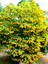 Videolu Sarı Beyaz Mor 3 Adet Oya Ağacı Fidanı 30-75 cm Tüplü (Yellow White Purple Lacebark) 4