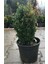 Videolu Şimşir Çalısı Fidanı 30-45 cm Saksılı Dış Mekan Bitkileri (Buxus Microphylla 'faulkner') 3