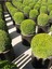 Videolu Şimşir Çalısı Fidanı 30-45 cm Saksılı Dış Mekan Bitkileri (Buxus Microphylla 'faulkner') 4